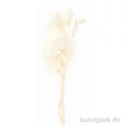 Artikelbild 1 des Artikels “Trockenblumen Set Natur Weiß “