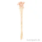 Artikelbild 2 des Artikels “Getrocknete japanische Karde Pink, 50 g als Bund “
