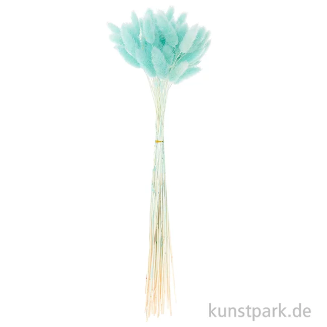 Artikelbild 3 des Artikels “Getrockneter Lagurus, 50 Stück Bund | Türkis“