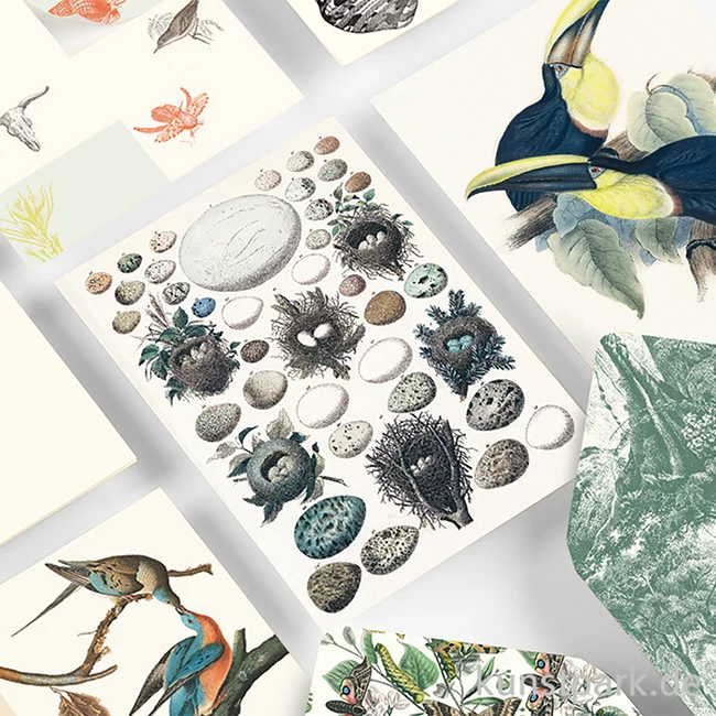 Artikelbild 3 des Artikels “PEPIN Korrespondenz Set - Natural History “