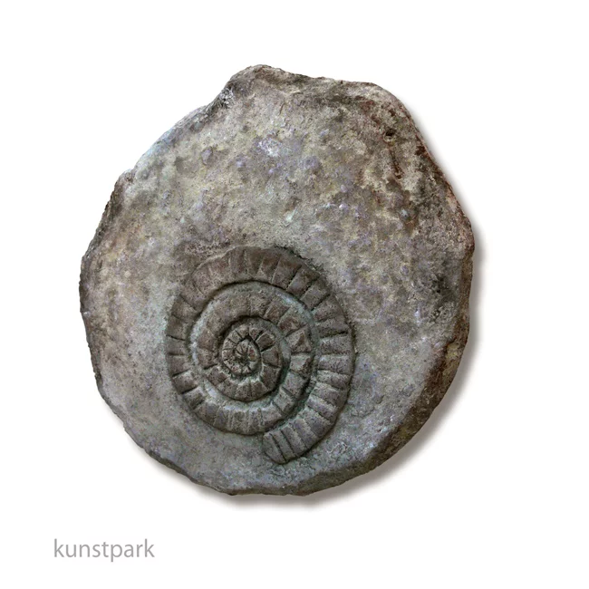 Artikelbild 3 des Artikels “Styroporscheibe Medallion 5 cm Dicke, 30 cm “