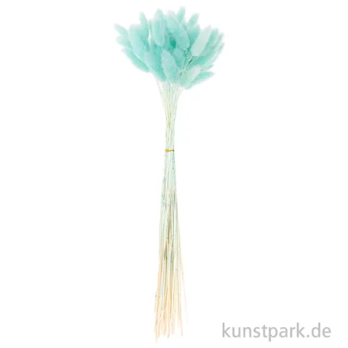 Artikelbild 3 des Artikels “Getrockneter Lagurus, 50 Stück Bund | Türkis“