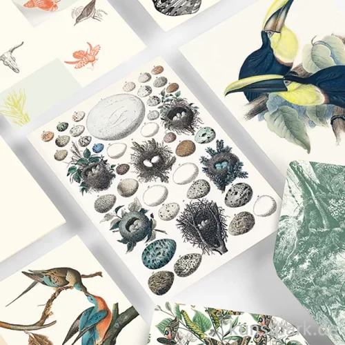 Artikelbild 3 des Artikels “PEPIN Korrespondenz Set - Natural History “