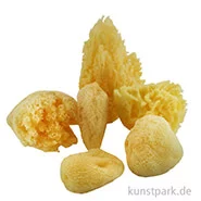 Artikelbild des Artikels “Aquarellschwamm Set 1 - verschiedene Formen und Größen “