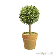 Artikelbild des Artikels “Mini Buchs-Baum mit Topf, 15 cm “