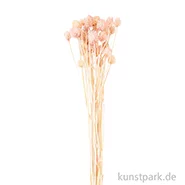 Artikelbild des Artikels “Getrocknete japanische Karde Pink, 50 g als Bund “