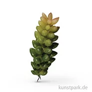 Artikelbild des Artikels “Mini-Sukkulente - Crassula, 2,5x6,5 cm, 1 Stück “
