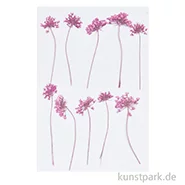 Artikelbild des Artikels “Gepresste Blüten - Ammi Pink, 8 Stück “