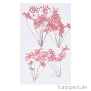 Artikelbild des Artikels “Gepresste Blüten - Ammi-Zweig Rosa, 4 Stück “