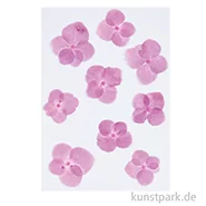 Artikelbild des Artikels “Gepresste Blüten - Hortensie Pink, 9 Stück “