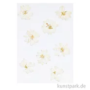 Artikelbild des Artikels “Gepresste Blüten - Rittersporn Weiß, 8 Stück “