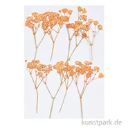 Artikelbild des Artikels “Gepresste Blüten - Schleierkraut Orange, 8 Stück “