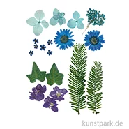 Artikelbild des Artikels “Gepresste Blüten und Blätter - Blau “