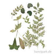 Artikelbild des Artikels “Gepresste Blätter - Grün “