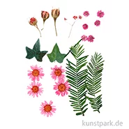 Artikelbild des Artikels “Gepresste Blüten und Blätter - Rosa “