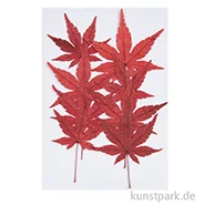 Artikelbild des Artikels “Gepresste Pflanzen - Ahornblatt, 8 Stück “