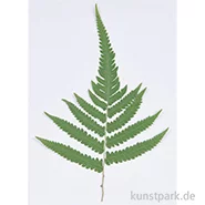 Artikelbild des Artikels “Gepresste Pflanzen - Großer Farn, 1 Stück “