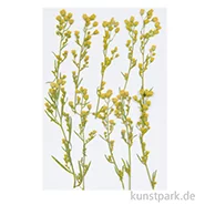 Artikelbild des Artikels “Gepresste Pflanzen - Kanadisches Berufkraut, 6 Stück “