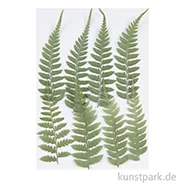Artikelbild des Artikels “Gepresste Pflanzen - Kleiner Farn, 8 Stück “