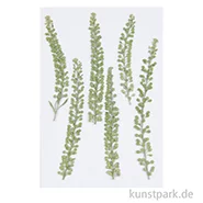 Artikelbild des Artikels “Gepresste Pflanzen - Kresse, 6 Stück “