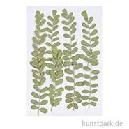 Artikelbild des Artikels “Gepresste Pflanzen - Nelkengewächs, 8 Stück “