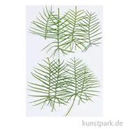 Artikelbild des Artikels “Gepresste Pflanzen - Zypressen-Prunkwinde, 6 Stück “