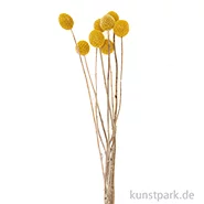 Artikelbild des Artikels “Getrocknete Craspedia, 10 Stück als Bund “