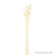 Artikelbild des Artikels “Getrocknete japanische Karde Natur, 50 g als Bund “