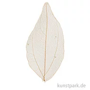 Artikelbild des Artikels “Getrocknete Laubblätter - Natur, Länge etwa 6-8 cm, 20 Stück “