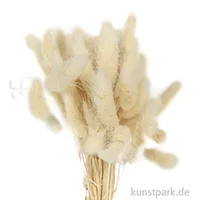 Artikelbild des Artikels “Getrockneter Lagurus, 50 Stück Bund | Weiß“