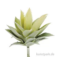 Artikelbild des Artikels “Mini-Agave 15 cm “