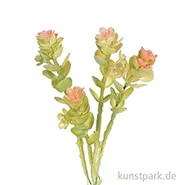 Artikelbild des Artikels “Mini-Caryophyllaceae 16 cm “