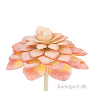 Artikelbild des Artikels “Mini-Echeveria 7 cm “