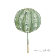 Artikelbild des Artikels “Mini-Echinopsis ancistrophora 6 cm “