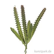 Artikelbild des Artikels “Mini-Hylocereus undatus 15 cm “