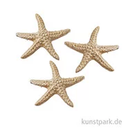 Artikelbild des Artikels “Mini Seestern - Natur, 4 cm, 3 Stück “