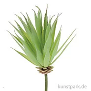 Artikelbild des Artikels “Mini-Yucca 16 cm “