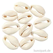 Artikelbild des Artikels “Muschelperlen, Natur, 20 mm, 12 Stück “