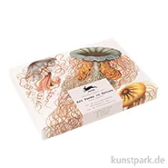 Artikelbild des Artikels “PEPIN Korrespondenz Set - Art Forms in Nature “