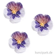 Artikelbild des Artikels “Seidenpapierblumen - Stiefmütterchen, Lila, 13 cm, 3 Stück “