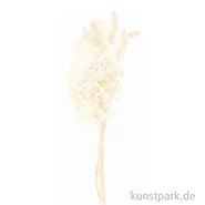 Artikelbild des Artikels “Trockenblumen Set Natur Weiß “
