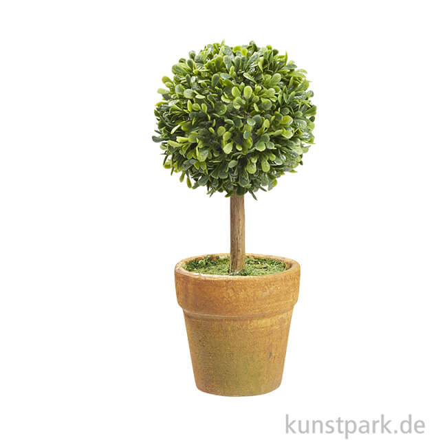 Artikelbild 1 des Artikels “Mini Buchs-Baum mit Topf, 15 cm “