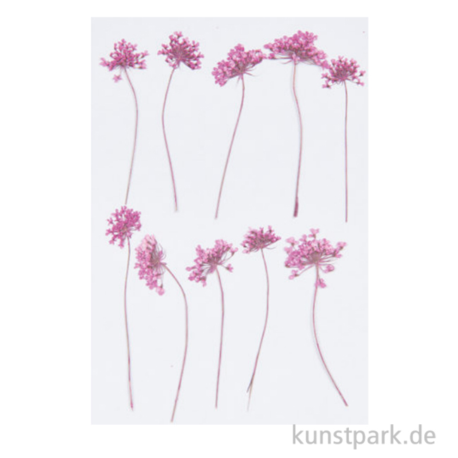 Artikelbild 1 des Artikels “Gepresste Blüten - Ammi Pink, 8 Stück “