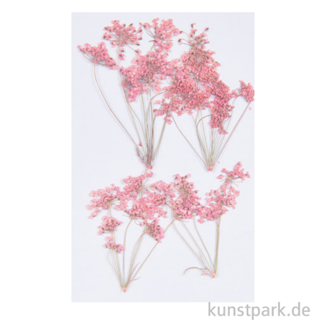 Artikelbild 1 des Artikels “Gepresste Blüten - Ammi-Zweig Rosa, 4 Stück “