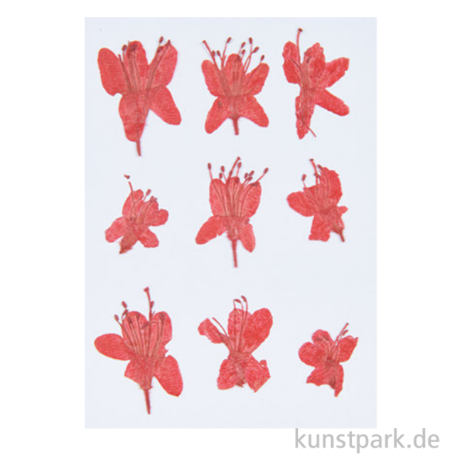 Artikelbild 1 des Artikels “Gepresste Blüten - Azalee, 8 Stück “
