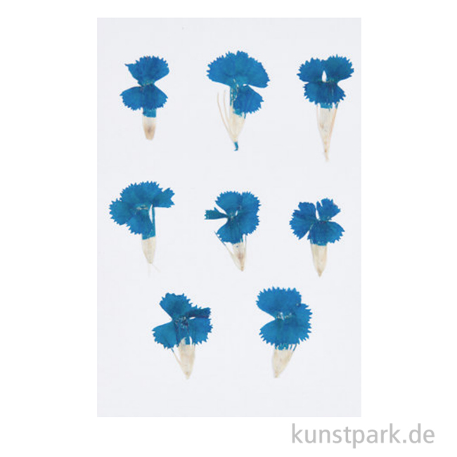 Artikelbild 1 des Artikels “Gepresste Blüten - Chinesische Nelke Blau, 6 Stück “