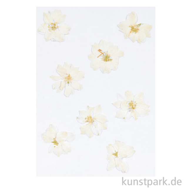 Artikelbild 1 des Artikels “Gepresste Blüten - Rittersporn Weiß, 8 Stück “