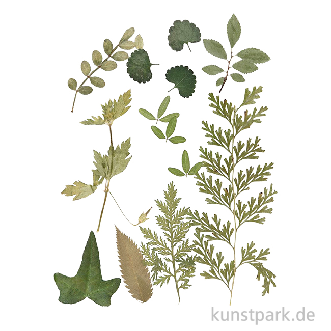 Artikelbild 1 des Artikels “Gepresste Blätter - Grün “