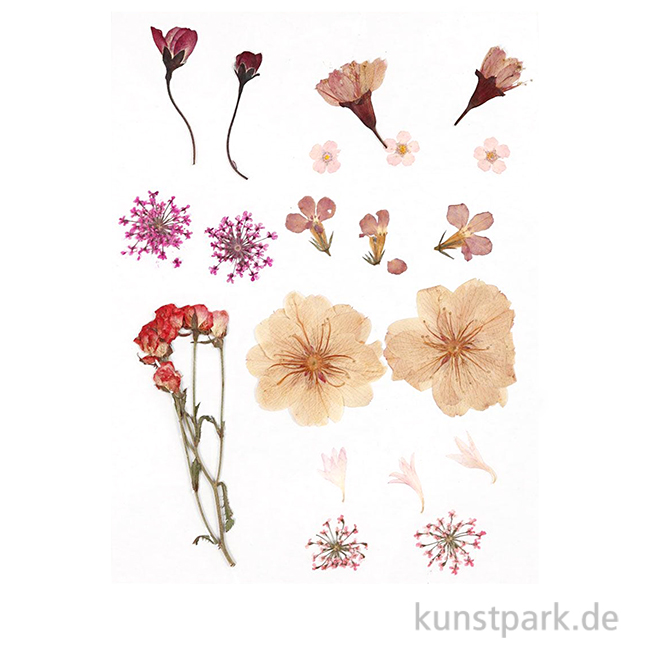 Artikelbild 1 des Artikels “Gepresste Blüten und Blätter - Hellrosa “