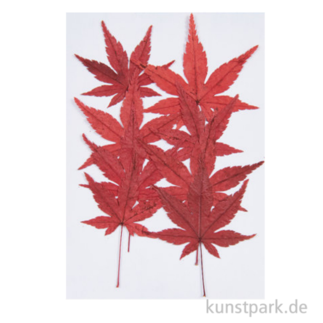 Artikelbild 1 des Artikels “Gepresste Pflanzen - Ahornblatt, 8 Stück “